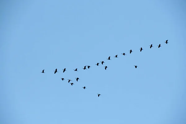 Imagen Silueta Grupo Ibis Brillantes Plegadis Falcinellus Formación Volando Alto —  Fotos de Stock