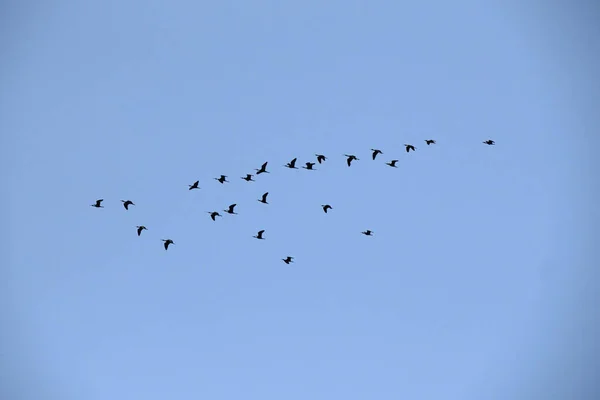 Imagen Silueta Grupo Ibis Brillantes Plegadis Falcinellus Formación Volando Alto —  Fotos de Stock