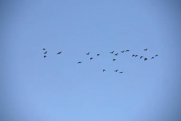 一组在蓝天上高高地飞行的有光泽的Ibis Plegadis Falcinellus 的轮廓图像 — 图库照片