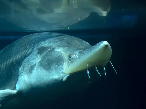 Een Sturgeon Vis Kaluga Beluga Zwemmen Bodem Onderwater — Stockfoto
