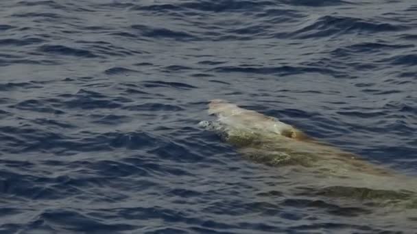 Cuvier Beaked Whale Mother Calf Slow Motion Footage — Vídeo de Stock