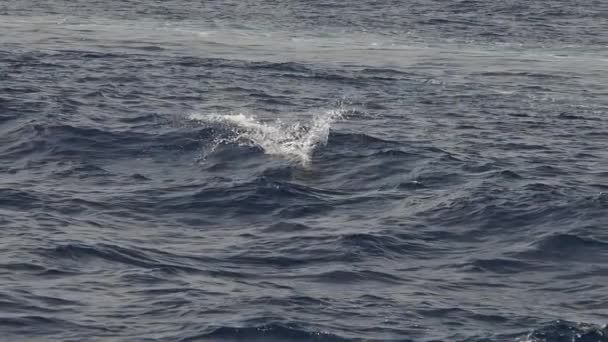 Saltando Delfines Rayados Imágenes Cámara Lenta — Vídeos de Stock