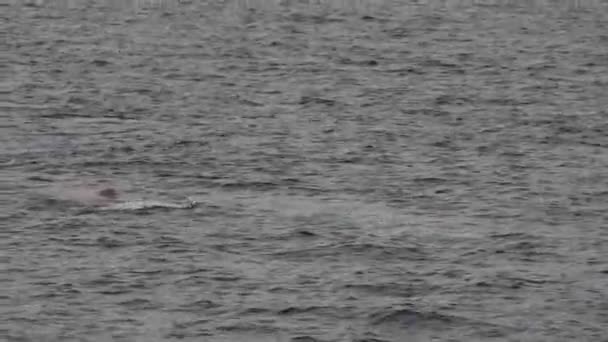 Fin Whale Mother Calf — Stok Video
