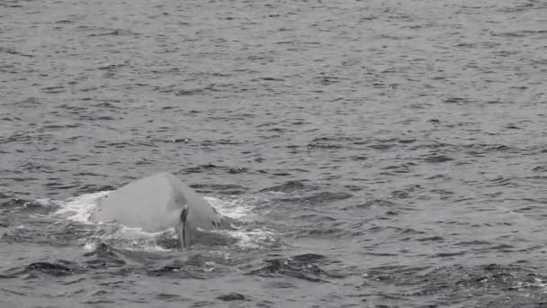 Fin Whale Mother Calf — Wideo stockowe