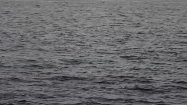 Fin Whale Mother Calf — Stok Video