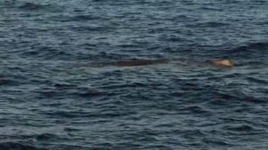 deniz yüzeyinde nefes alan bir balina. 