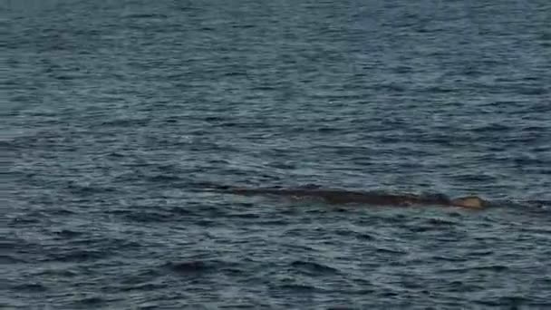 Sperm Whale Breathing Sea Surface — Stock Video