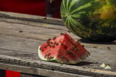 Zagreb 'in mimarlık kenti inşaatında pazarda taze meyve ve sebze yiyen arılarla kaplı karpuz görülüyor