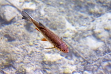 Hırvatistan 'ın Plitvice Gölleri Ulusal Parkı' ndaki bir Yaz manzaralı göller ve güzel şelaleler