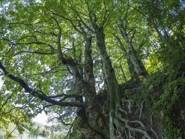 Hırvatistan 'ın Plitvice Gölleri Ulusal Parkı' ndaki su gölleri ve güzel şelalelerin yaz manzarasında büyük ağaç kökleri ve dalları