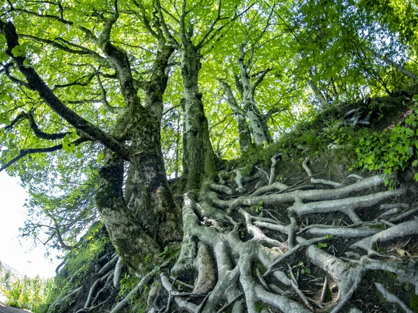 Duże Korzenie Drzew Gałęzie Letni Widok Jeziora Wodne Piękne Wodospady — Zdjęcie stockowe