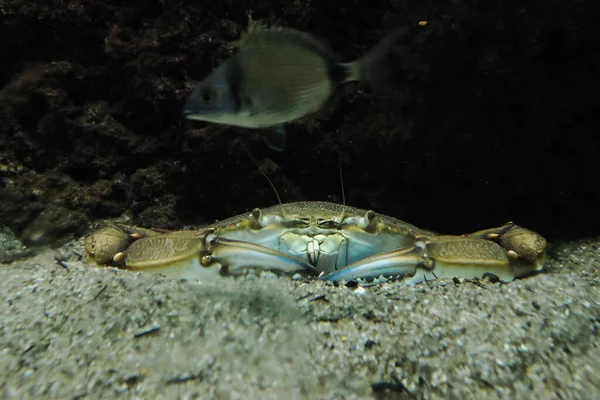 A blue crab underwater in adriatic sea Callinectes sapidus