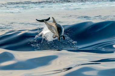 Mavi denizde gün batımında özgür ve vahşi bir yunus.