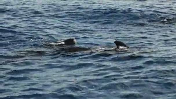 地中海リグリア海のパイロットクジラ クジラウォッチングを見ることは非常にまれ — ストック動画