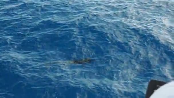 Akdeniz Ligurian Denizindeki Pilot Balinalar Balinaların Izlediğini Çok Nadir Görürler — Stok video