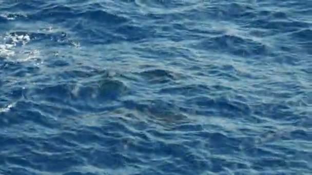 Πιλοτικές Φάλαινες Στη Μεσόγειο Θάλασσα Ligurian Εξαιρετικά Σπάνια Για Δείτε — Αρχείο Βίντεο
