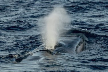 Fin whale breathing on sea surface in mediterranean sea clipart