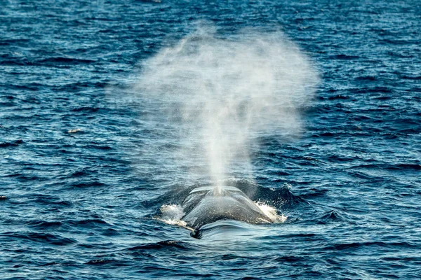 Una Ballena Aleta Respirando Superficie Del Mar Mar Mediterráneo — Foto de Stock
