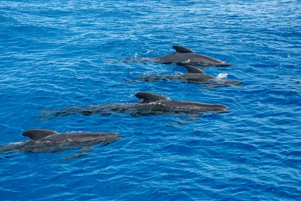 Pilot whales in mediterranean ligurian sea ultra rare to see whale watching tour