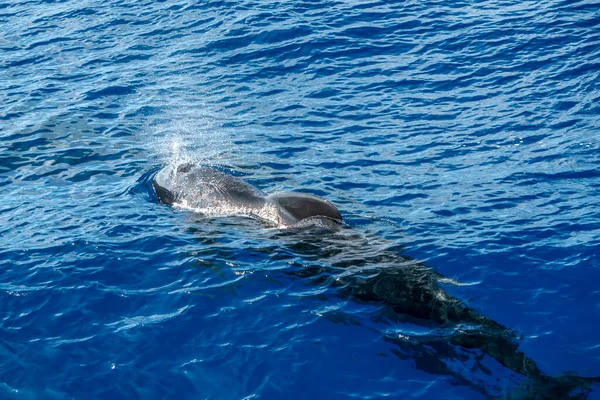 Pilot whale in mediterranean ligurian sea ultra rare to see whale watching tour