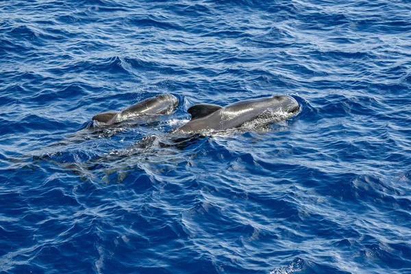 Pilot whales mother and calf in mediterranean ligurian sea ultra rare to see whale watching tour