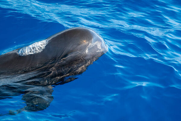 Ballenas Piloto Mar Mediterráneo Liguria Ultra Raro Ver Gira Avistamiento — Foto de Stock