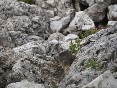Dolomite 'lı dağ sıçanı, dağlarda yaşayan bir memelidir.