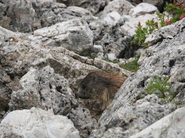 Dolomite 'lı dağ sıçanı, dağlarda yaşayan bir memelidir.