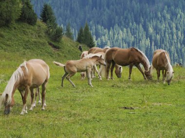Güney Tyrol 'daki İtalyan Dolomitleri dağ alplerinde çayırlarda otlayan dolomitlerle yeşil çimlerde otlayan bir grup sarışın at..