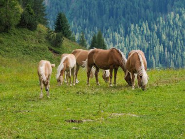 Güney Tyrol 'daki İtalyan Dolomitleri dağ alplerinde çayırlarda otlayan dolomitlerle yeşil çimlerde otlayan bir grup sarışın at..