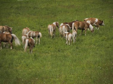 Güney Tyrol 'daki İtalyan Dolomitleri dağ alplerinde çayırlarda otlayan dolomitlerle yeşil çimlerde otlayan bir grup sarışın at..