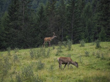 Dolomitlerde çim arka planda geyik boynuzu detayı