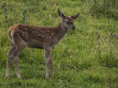 Bir geyik ailesi anne ve bebeği otların üzerinde dolomitlerle yaşıyor.