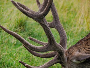 Dolomitlerde çim arka planda geyik boynuzu detayı
