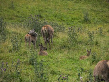 Bir geyik ailesi anne ve bebeği otların üzerinde dolomitlerle yaşıyor.