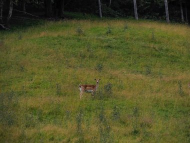 Çimlerin üzerinde boynuzları olan bir erkek geyik. Dama dama.