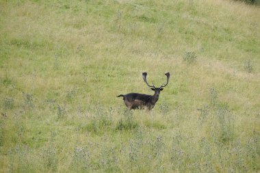 Çimlerin üzerinde boynuzlu kara melanik bir Fallow geyiği. Dama dama.