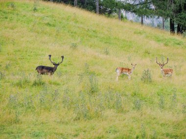 Çimlerin üzerinde boynuzlu kara melanik bir Fallow geyiği. Dama dama.