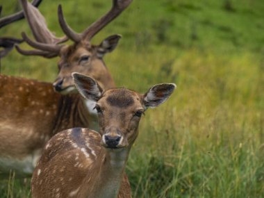 Çimlerin üzerinde boynuzları olan bir erkek Fallow ailesi geyiği. Dama dama.
