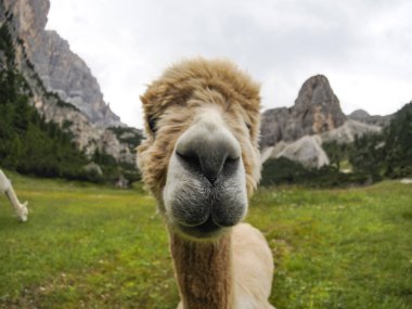 Yeşil çim arka planda sevimli bir alpaka portresi, dolomitler dağ