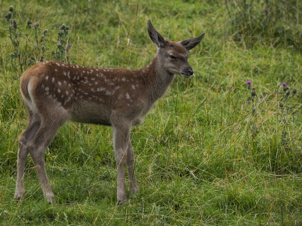 白云石草质背景上的鹿族母子 — 图库照片