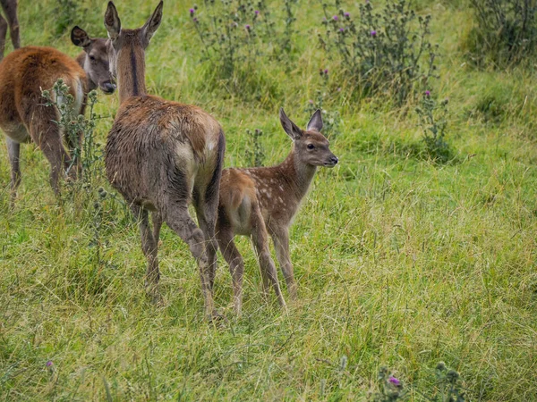 白云石草质背景上的鹿族母子 — 图库照片
