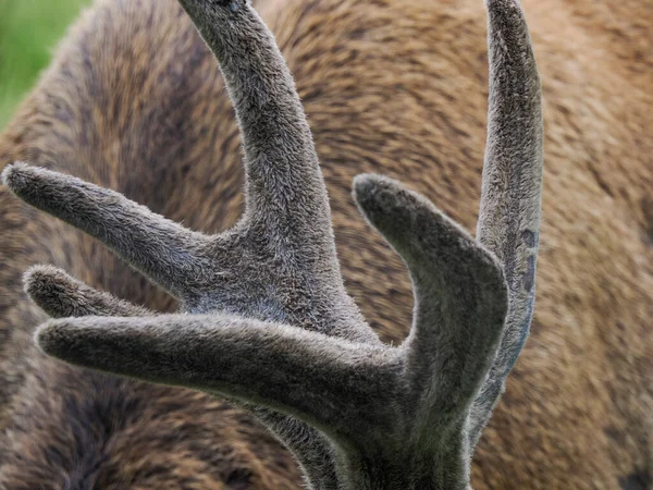 Dettaglio Corno Cervo Sfondo Erba Dolomiti — Foto Stock