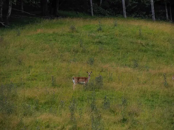 Çimlerin üzerinde boynuzları olan bir erkek geyik. Dama dama.