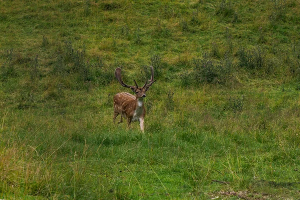 一只带着大鹿角的小鹿在草地上奔跑 — 图库照片