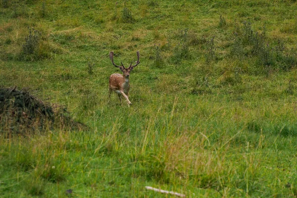 A Fallow running deer on the grass Stag with big antlers. Dama dama.