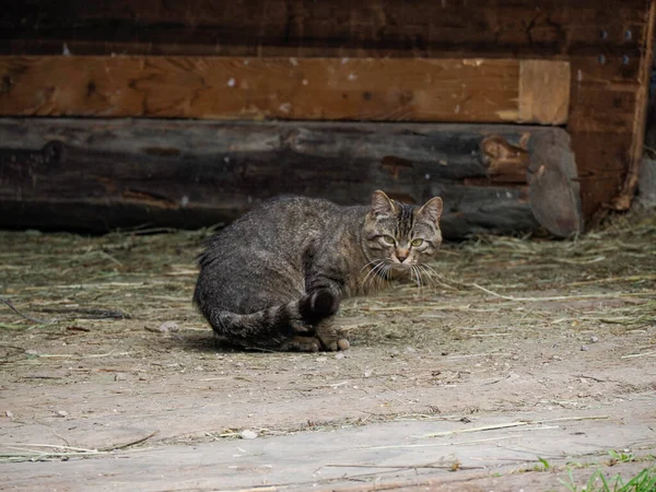 Een Kat Die Naar Kijkt Vanaf Een Boerderijingang Kitten Kijkend — Stockfoto