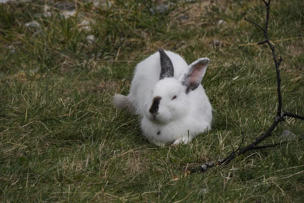 夏に屋外に座っている美しいふわふわのアンゴラウサギ — ストック写真