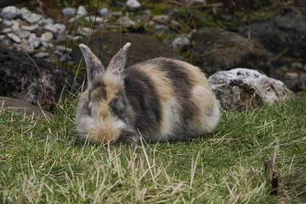 夏に屋外に座っている美しいふわふわのアンゴラウサギ — ストック写真