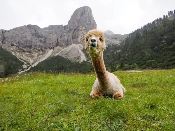 Een Schattig Alpaca Portret Groene Gras Achtergrond Dolomieten Berg — Stockfoto